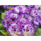 Lively Lilac