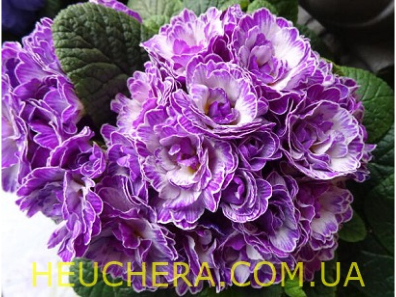 Lively Lilac