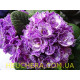 Lively Lilac