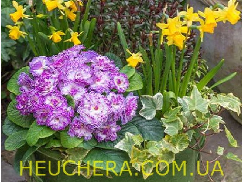 Lively Lilac