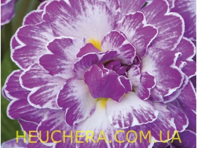 Lively Lilac
