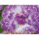 Lively Lilac