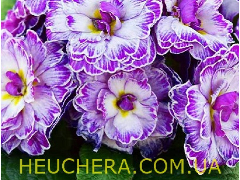 Lively Lilac