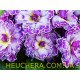 Lively Lilac