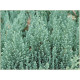 Blue Forest