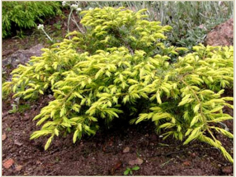 Depressa Aurea