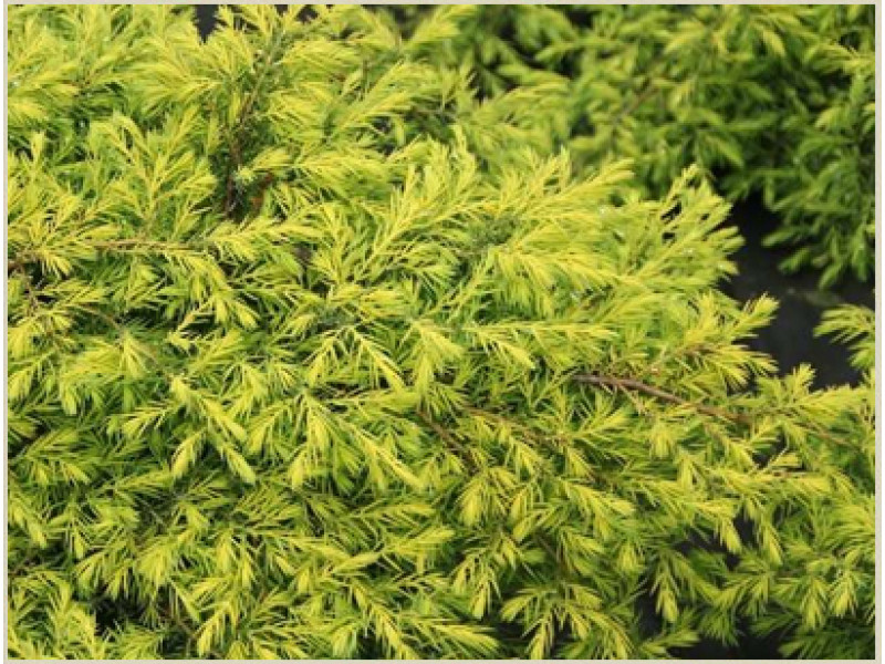 Depressa Aurea