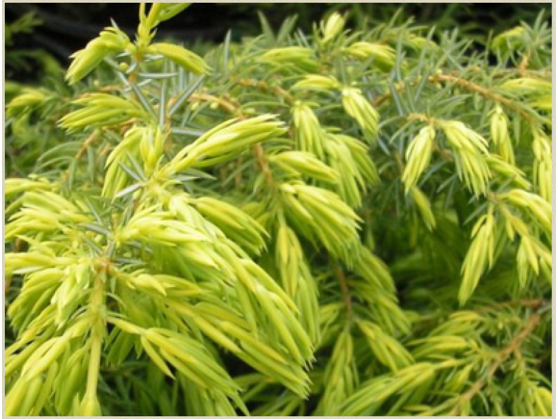 Depressa Aurea