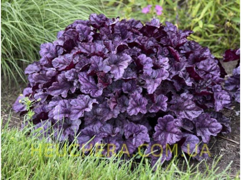 гейхера WildBerry
