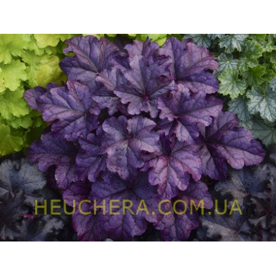 гейхера WildBerry C1,5