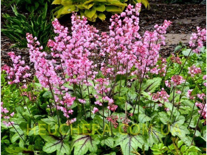 Pink Fizz