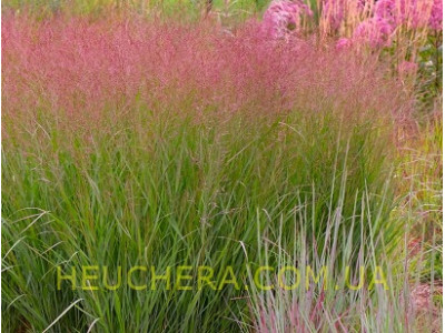 Apache Rose