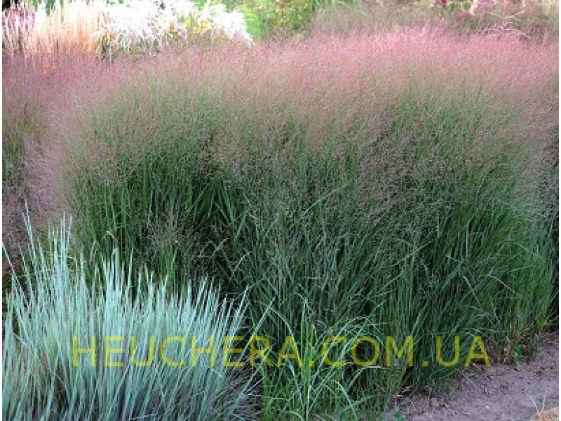 Apache Rose