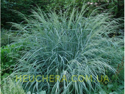Dewey Blue