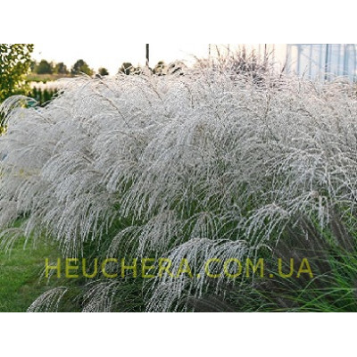 мискантус Silver Charm