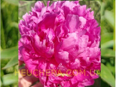 півонія Pink Jazz