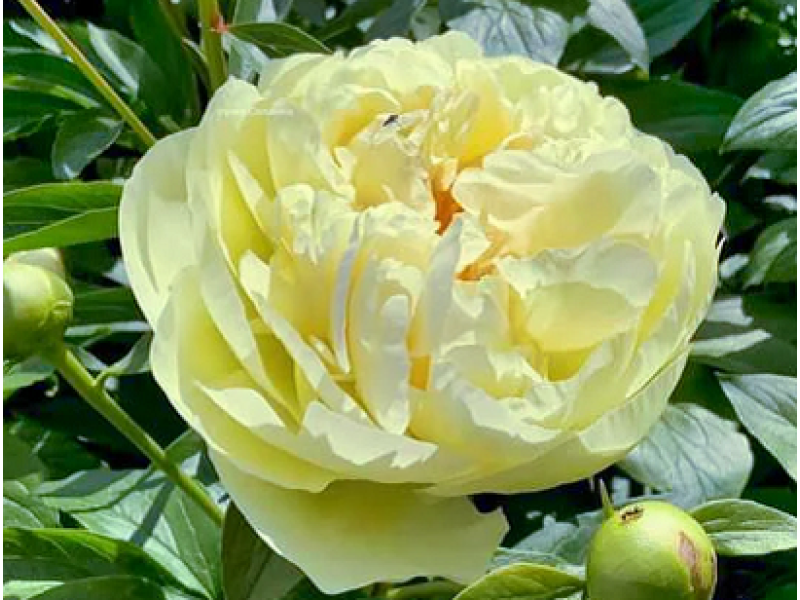пион Lemon Chiffon