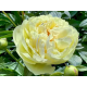 пион Lemon Chiffon