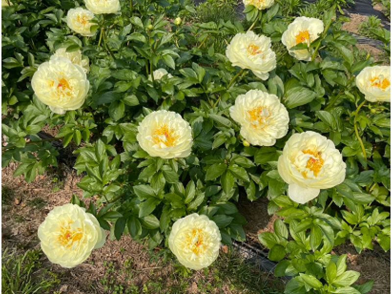 пион Lemon Chiffon