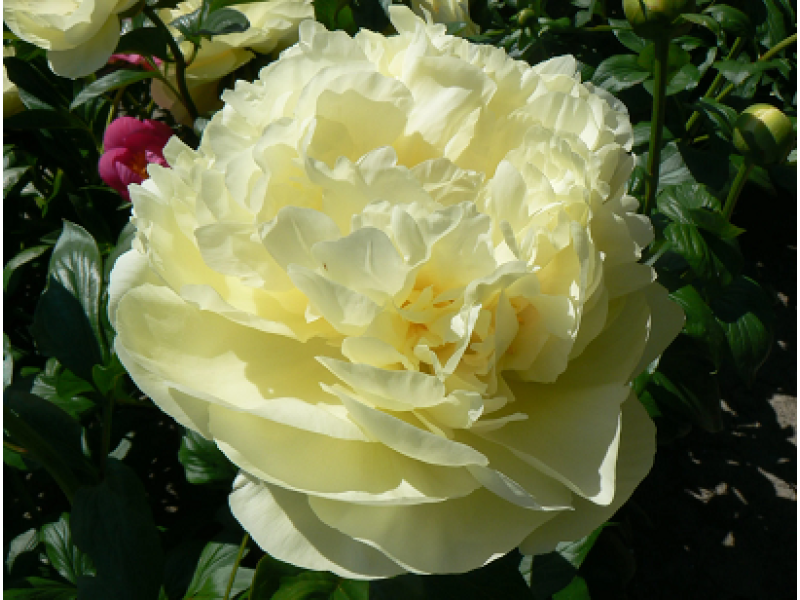 пион Lemon Chiffon