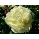 пион Lemon Chiffon