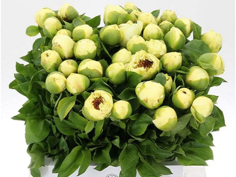пион Lemon Chiffon