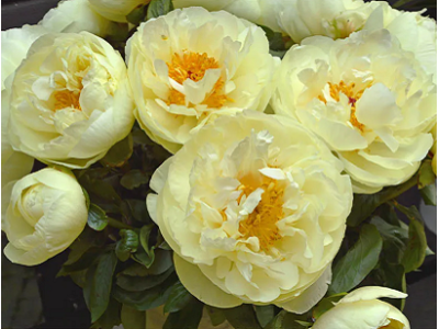 півонія Lemon Chiffon