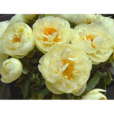 пион Lemon Chiffon
