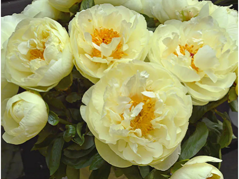 пион Lemon Chiffon