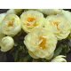 пион Lemon Chiffon
