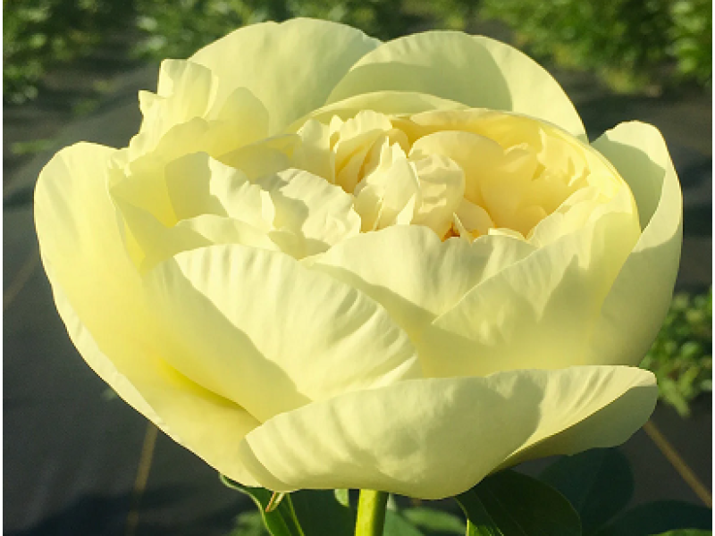 пион Lemon Chiffon