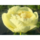 пион Lemon Chiffon