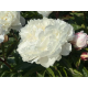 пион White Lullaby