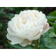 пион White Lullaby