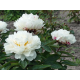 пион White Lullaby