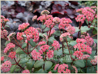 Red Cauli
