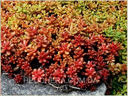 Coral Carpet